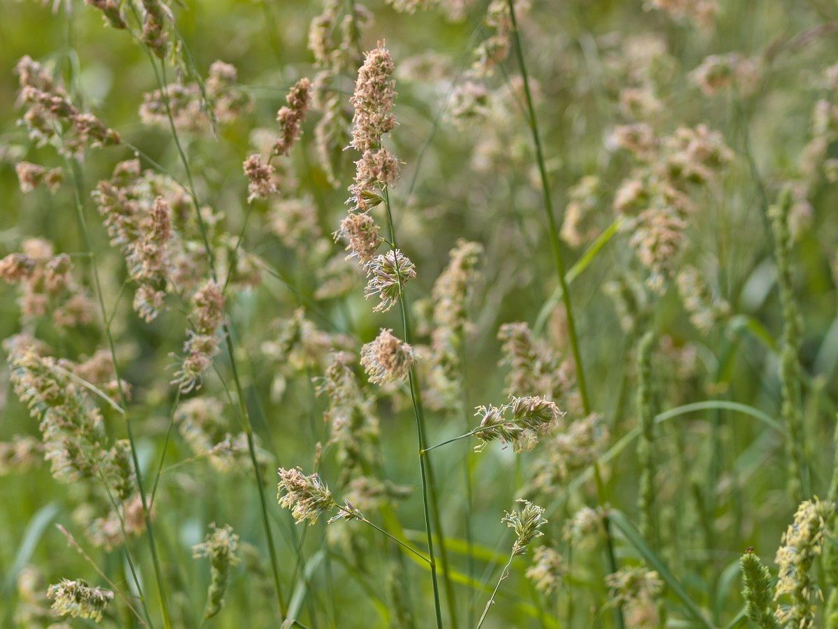 dactylis-glomerata-orchard-grass